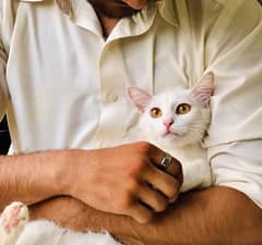 turkish wan persian cat for sale