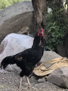 Pure aseel sindhi murgha for breeding