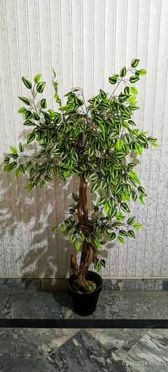 indoor plants, fake plants, Plants and pod available A+