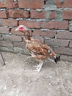 Aseel hen