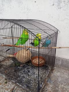 Australian parrots with cage for sale