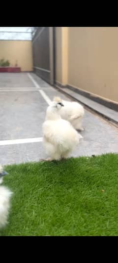 silkie trio set for sale in islamabad F1 quality for sale