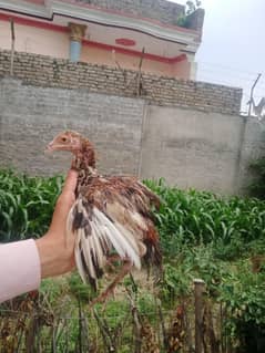 Aseel chicks