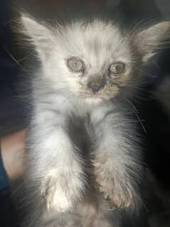 Persian kitten for sale