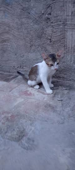CAT MALE FREE ZERO RS no charge free lelo