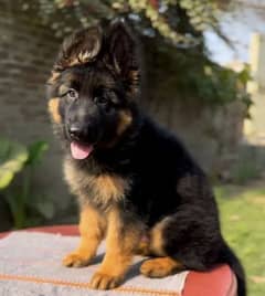 German