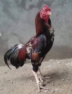 aseel piar for sale  03025418306
