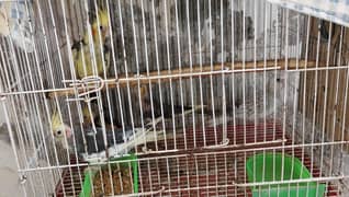 Cocktail parrot  Mix