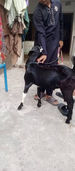 dasi bakra