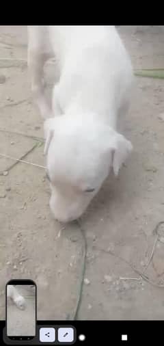 bully