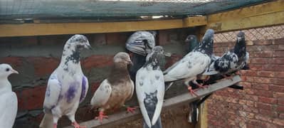 teddy Sialkot btery kasuri pigeons for sale