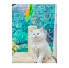 Persian hamalian british punch face piki face cat's