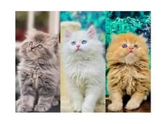 Persian hamalian british punch face piki face cat's