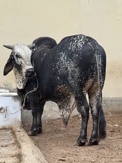 Bachra Pure Cholistani