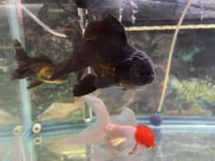black oranda
