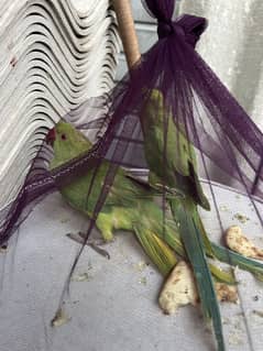 Small parrots 2 month