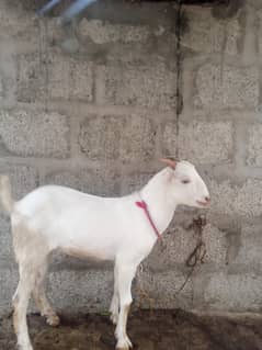 teddy Bakra age 5 months color white and ayes white
