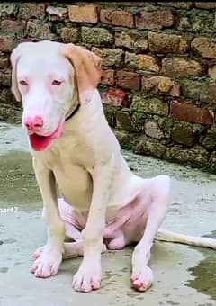 Dog