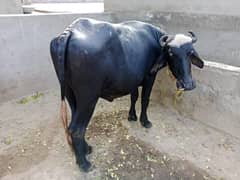Female bafello