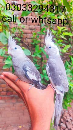 hand tame cocktails birds for sale