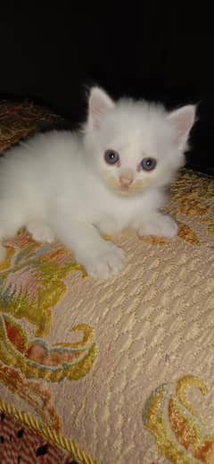 ponch face Cat baby