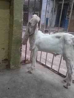 gulabi bakra ارجنٹ بیچنا ہے