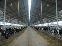 Dairy