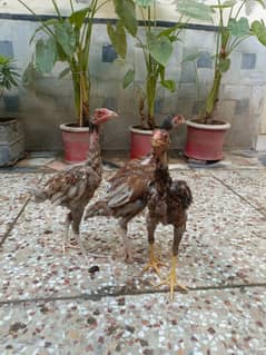 Mianwalii Chicks For Sale