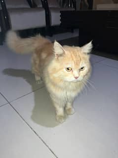 cat for sale