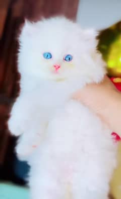 Parisian Kitten For Sale contact 03317047936 WhatsApp number