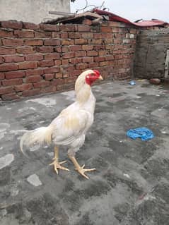 Heera