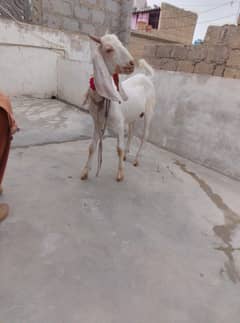 Bakra 04 month full active