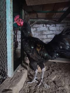 Desi Cross male