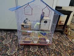 2 pair of love birds with cage and everything