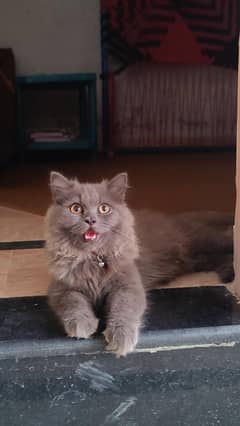 Persian