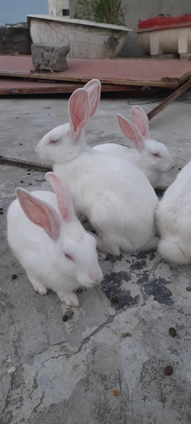 New Zealand White rabbits 2 Pair for sale Price 6000/- - Rabbits ...