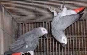 African grey