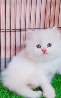 Parisian Kitten For Sale contact 03317047936 WhatsApp number