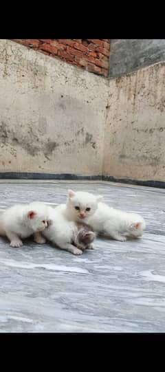 Persain kittens