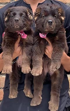 King Alabai security puppies for sale