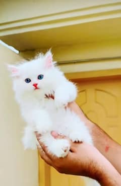 Parisian Kitten For Sale contact 03317047936 WhatsApp number