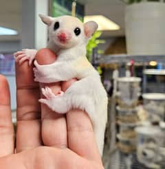 Sugar Glider baby Pair