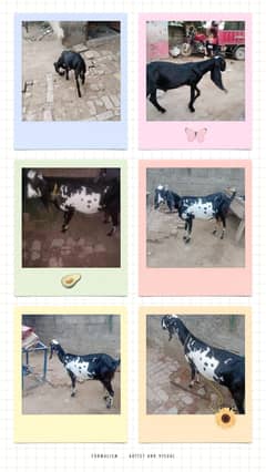 ek Bakri aur ek bakra bakri ki umra 3 years 2later dudh any offer send