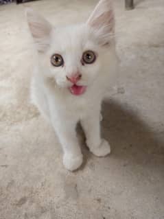 persian kitten for sale full white colour 3 month's old