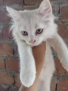 persian kitten for sale full white colour 3 month's old
