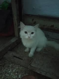 persian