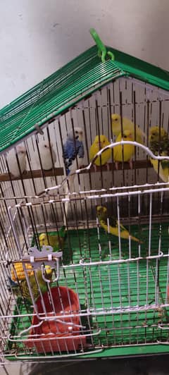 Male
