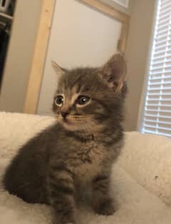 keten for sale breed American bobtail