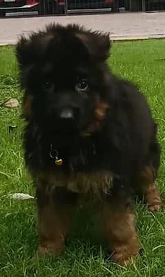German Shepherd | Puppy | Dog | German Shepherd Puppies | GSD