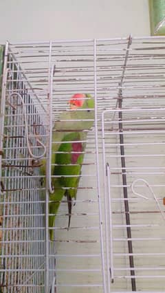Beautiful Raw parrot